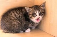 2개월 정식이의 가족이 되어주세요