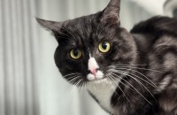 쿠키 / 믹스묘 / 3살 / 남아