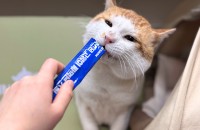 4살 노랭이 입양처를 찾습니다