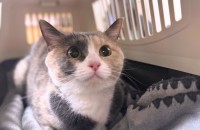 예쁜 색을 가진 냥냥이의 좋은 입양처를 찾고 있습니다