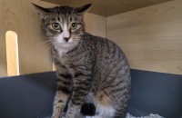 사랑스러운 1살 코숏 ‘순천이'가 가족을 기다립니다