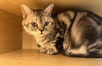 아메숏 후추의 가족이 되어주세요