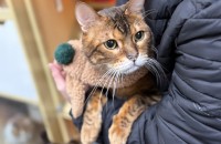 뱅갈 화랑이의 가족이 되어주세요