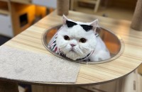 페르시안 요나의 새로운 가족을 기다리고 있습니다.(양육비 지원)