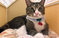 개냥이 쪼꼬의 좋은 입양처를 찾고 있습니다 (양육비지원)