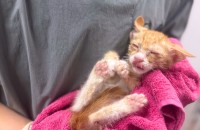 기적의 좋은 입양처를 찾고 있습니다