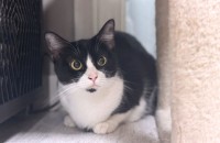 먼치킨 루미의 가족이 되어주세요