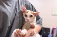 돌돌의 좋은 입양처를 찾고 있습니다