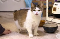 브리티쉬 달이의 가족이 되어주세요