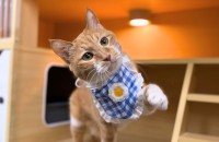 나리 / 코리안숏헤어 / 남아