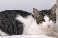 5개월 양이&주이의 가족이 되어주세요