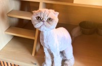 폴드 개냥이 찐빵이의 좋은 입양처를 찾고 있습니다