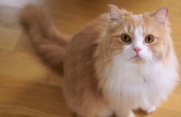 렉돌믹스 푸딩이의 가족이 되어주세요