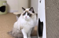 10개월 렉돌 샌디의 가족이 되어주세요