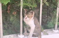 3개월 아기고양이 냐옹이의 가족이 되어주세요