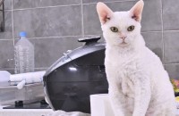 데본렉스 4살 람보의 좋은 입양처를 찾습니다