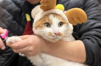 치즈의 가족이 되어주세요