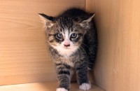 2개월 정식이의 가족이 되어주세요