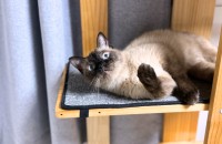 샴 고양이 리의 좋은 입양처를 찾고 있습니다