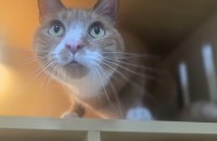 애교 가득한 탄이의 가족이 되어주세요