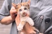 오드아이 안성이의 가족이 되어주세요