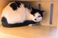 강아지 같은 주리의 좋은 입양처를 찾고 있습니다