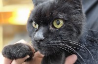 까만털이 매력적인 까메오가 가족을 기다려요~