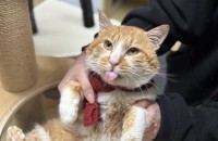 고봉식이의 가족이 되어주세요(양육비 지원)