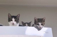 5개월 남,양,주이의 가족이 되어주세요 (동반입양x)