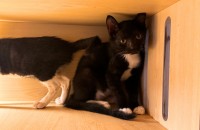 콩지의 좋은 입양처를 찾고 있습니다