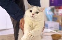 오드아이 브리티쉬 흰둥이의 가족이 되어주세요