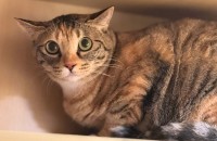 1살 또리의 좋은 입양처를 찾고 있습니다