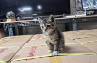 애기고양이    무료분양 합니다.