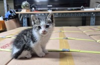 새끼  고양이  무료분양   합니다.