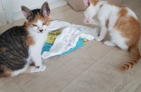 고양이 암컷 수컷 두마리 울산입니다