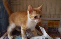 새끼 고양이 분양해요