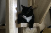 분홍코 검정턱시도 코숏 개냥이의 가족 찾아요.