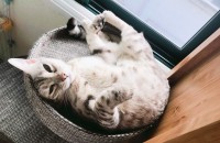 고양이 무료분양합니다 뱅갈고양이 부부