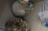 고양이분양합니당