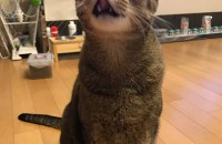 아비시니안 남아 새로운 주인분을 찾고있어요