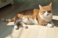 4살됀 코숏 남아 집사님  구합니다.