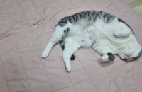 아메칸코숏4살 남아 집사님모십니다