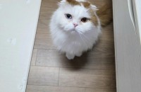 폴드냥이 수컷 오드아이 분양합니다