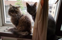 고양이(페르시안,러시안블루) 책임분양합니다.