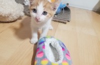 아기 길 고양이 무료 분양합니다~