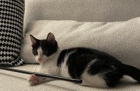 좋은 가족이 되어주실분만 연락주세요(부산)