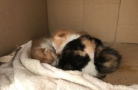 어여쁜 아기고양이 무료분양해요~