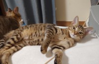 4개월된 코숏 캣초딩 분양합니다