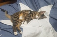 코숏 9개월 남아 중성화o 분양합니다.