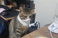 9개월 코숏 남아 중성화o 무료분양합니다.